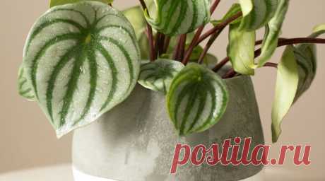 Фото: Пеперомия Аргирея (арбузная) (Peperomia argyreia) | Комнатные цветы и растения