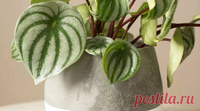 Фото: Пеперомия Аргирея (арбузная) (Peperomia argyreia) | Комнатные цветы и растения