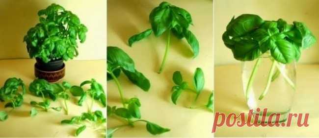 8 овощей, которые можно купить один раз, а потом выращивать всегда