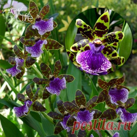 Очень редкая орхидея Zygopetalum. Некоторые экземпляры Zygopetalum невероятно благоухают при цветении. Orchidea Info - Орхидеи-инфо