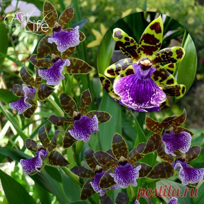 Очень редкая орхидея Zygopetalum. Некоторые экземпляры Zygopetalum невероятно благоухают при цветении. Orchidea Info - Орхидеи-инфо