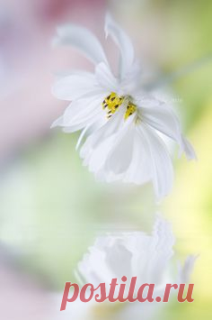 Pinterest • Всемирный каталог идей