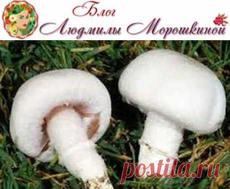 Польза и вред шампиньонов | Блог  Людмилы Морошкиной...