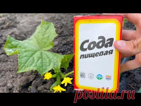 Срочно дайте огурцам соду и будете собирать урожай ведрами до осени! Уход за огурцами!