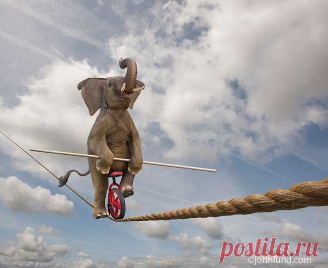 Elephant-Tightrope-Tricks.jpg (800×653)