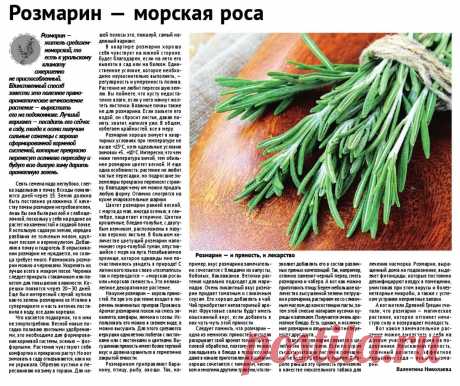Розмарин как пряность