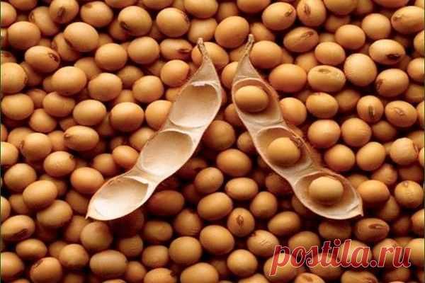 Соя: польза и вред — казнить нельзя помиловать соевые бобы