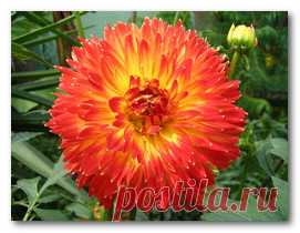 Выращиваем цветы на продажу — Делай деньги