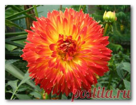 Выращиваем цветы на продажу — Делай деньги