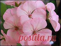Дайджест сайтa Gardenia.ru Номер 520