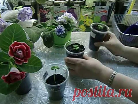 🌼Бальзамин Том Самб Двуцветный. Подсыпка и кольцевание вытянутых сеянцев🌼 🌱