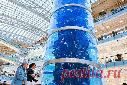 В Москве устроили перфоманс ко Дню влюбленных у самого высокого аквариума мира. В московском торговом центре «Авиапарк» ко Дню всех влюбленных устроили live-сет возле самого высокого аквариума мира. После закрытия «Авиапарка» во всех галереях выключили свет, оставили подсветку только у гигантского аквариума. В центральном атриуме соорудили сцену для выступления Наташи Бай.