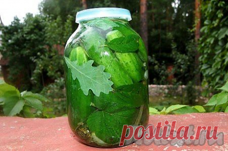 Холодный способ засолки огурцов (рецепт с фото) | RUtxt.ru