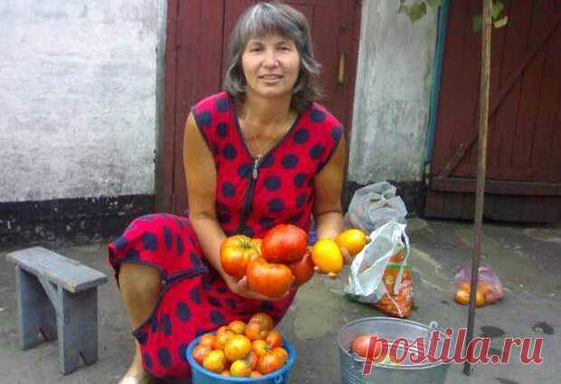Отдаю предпочтение высокорослым томатам
Многие дачники на своих дачных участках предпочитают выращивать низкорослые сорта томата, ссылаясь...
Читай пост далее на сайте. Жми ⏫ссылку выше