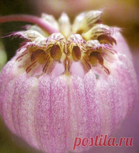 Wild Orchid from Borneo...