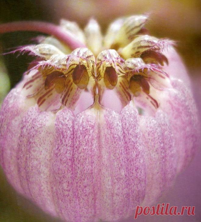 Wild Orchid from Borneo...