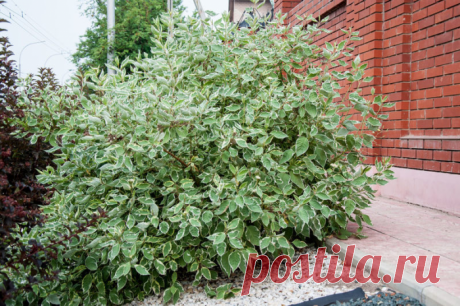 КАК СКРЫТЬ НЕКРАСИВЫЙ ЗАБОР: 7 РАСТЕНИЙ