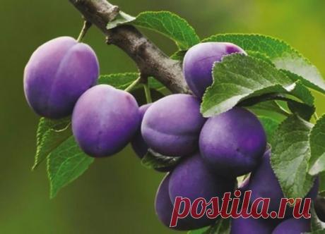 KАК УГОДИТЬ СЛИВЕ, ЧТОБЫ НЕ ОСЫПАЛАСЬ?
 
Есть у слив неприятная особенность: чуть что не понравилось – сразу начинают осыпаться плоды. Причем так интенсивно, что можно лишиться всего урожая. Чтобы этого не произошло, надо знать: как угодить сливе. 
 
БЕЗ ВРЕДИТЕЛЕЙ. 
 
Чаще всего осыпаются сливы из-за личинок пилильщика и сливовой плодожорки. В этом случае на плодах будут червоточины. Защитить урожай можно опрыскиванием Актарой или Конфидором. Правда сложность в том, что плодожорка дает три п