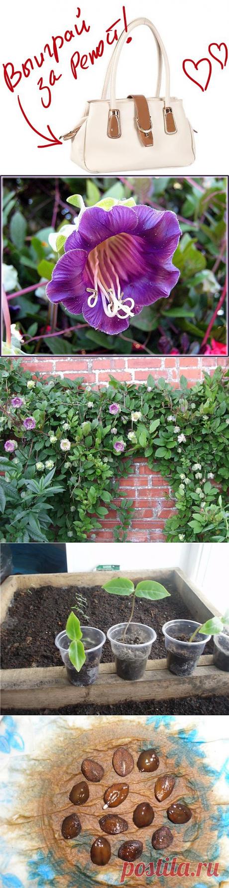 Хотите нарядить сад огромными колокольчиками – пригласите в него кобею. Выиграйте стильную сумку от интернет-магазина Клуб Красоты, разместив любой пост с сайта 7dach.ru в Постиле. Чем больше постов - тем выше шансы. Розыгрыш состоится в понедельник, 16 декабря. В акции участвуют все посты, которые содержат этот текст и фото сумки!