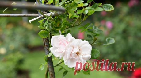 Лучшая плетистая роза для вашего сада: подборка самых зимостойких и красивых сортов с фото и описанием на Supersadovnik.ru