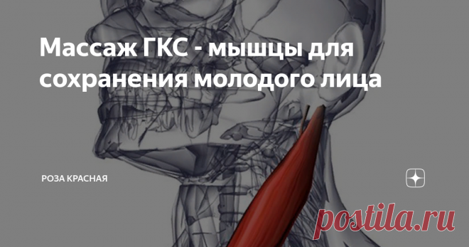 Массаж ГКС - мышцы для сохранения молодого лица ГКС — это крупная мышца, которая находится на передней, боковой поверхности шеи.  Название её сложилось из мест её крепления к костям — на грудине, ключицы и на сосцевидном отростке у основания черепа позади уха.
Она отвечает за поворот головы и за её наклон, а также помогает удерживать положение головы во время движения нижней челюсти, при приёме пищи и при разговоре.
Мы сами увеличиваем