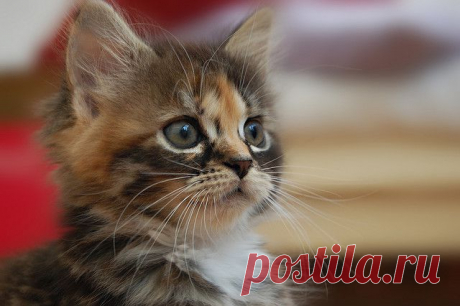 CyBeRGaTa - Cats, Memes, New Mexico