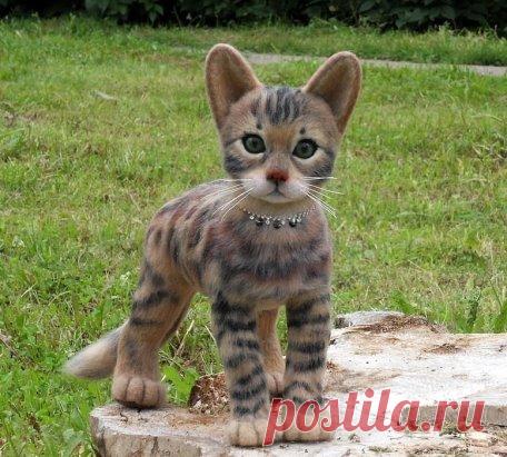 Котёнок бенгальской породы. Красавец...