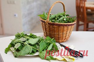 Крапива для волос: отзывы, отвар, ополаскивание, настой, польза, рецепты