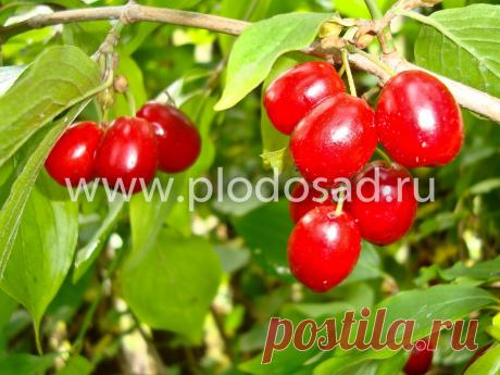 Вернём кизил в сады - Плодовый сад