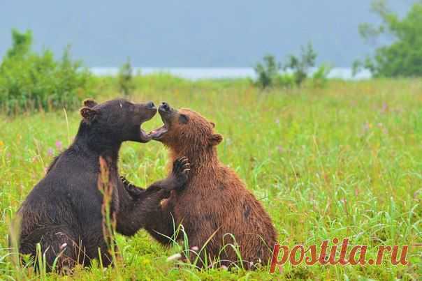 Клуб National Geographic Россия