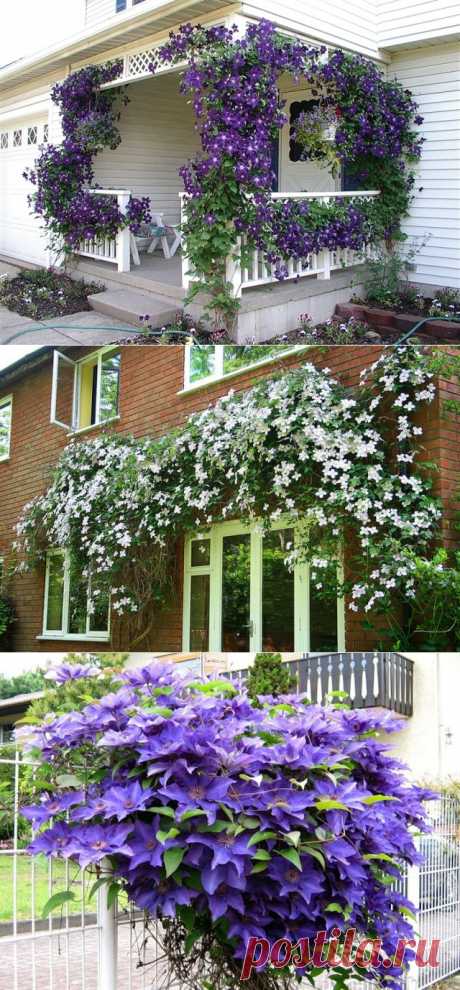 Молочко для клематисов