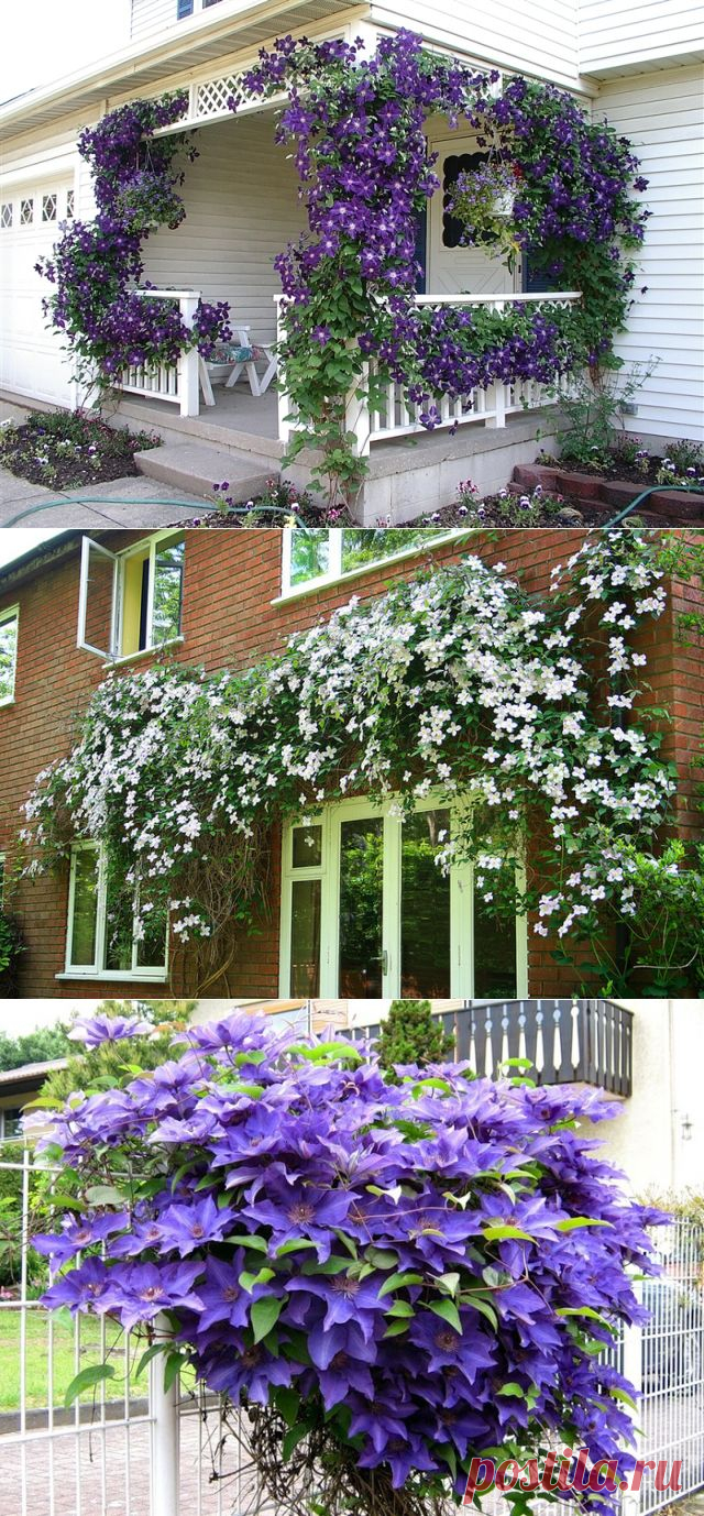 Молочко для клематисов