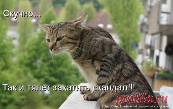 Котопозитивы (ч.12). Хорошего всем настроения!