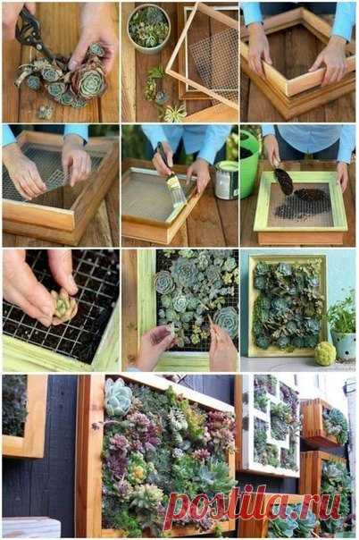 Панно из суккулентов — Сделай сам, идеи для творчества - DIY Ideas