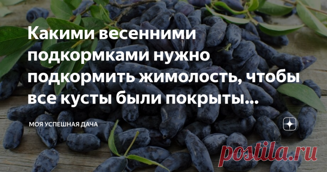 Какими весенними подкормками нужно подкормить жимолость, чтобы все кусты были покрыты ягодами