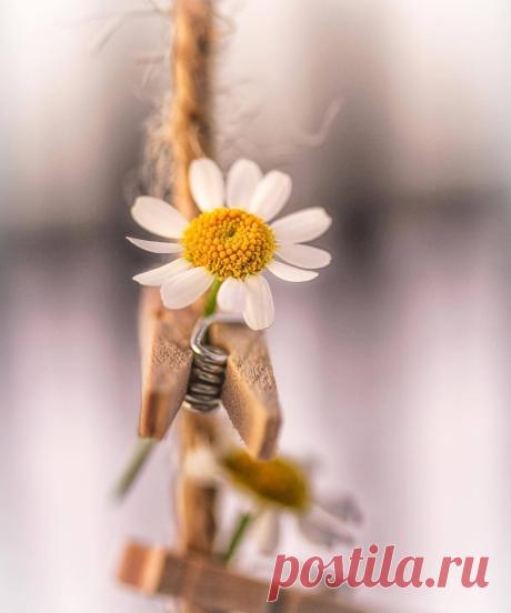 Roses ०✦✦० Flowers