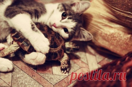 Детеныши / Питомцы