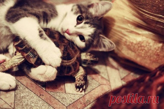 Детеныши / Питомцы