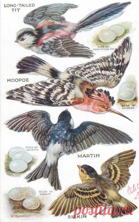 LONG-TAILED TIT, HOOPOE, MARTIN, SISKIN & their eggs - TuckDB Postcards