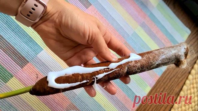 Не верьте приметам — несите домой соцветия рогоза! Будем делать удивительно красивый мех
Приметам мы не верим, да и вам не советуем. Нам в детстве разрешали таскать с речки «стрелки» рогоза, который многие принимают за камыш, столько радости …
Читай дальше на сайте. Жми подробнее ➡