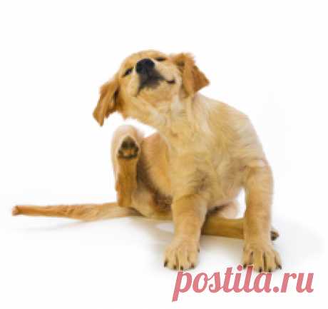 Почему собака постоянно чешется