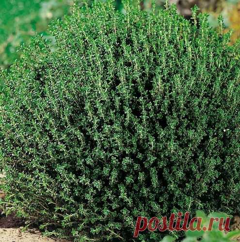 Тимьян. Самая мощная трава, которая уничтожает стрептококк, герпес, кандидоз и грипп!