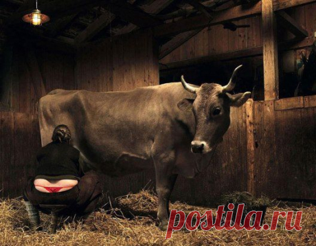 Умом Россию.... не понять,.... Но сердце все ж согласно с Зойкой - Куда же стринги надевать,... Как не на утреннюю дойку!!!!!