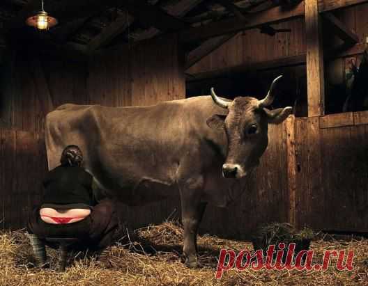 Умом Россию.... не понять,.... Но сердце все ж согласно с Зойкой - Куда же стринги надевать,... Как не на утреннюю дойку!!!!!