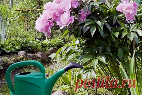 Чем подкормить пионы осенью, чтобы цветы были крупными: советы опытных огородников - В период формирования бутонов и цветения пионы потратили много сил. Осенью необходимо позаботиться о базовой части куста – подземной. В этот период важно внести необходимые растению удобрения, чтобы в следующий сезон ваш глаз радовали крупные цветы.

Как подкармливать пионы осенью