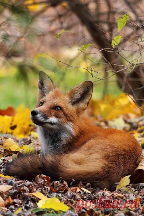 Pinterest: инструмент для поиска и хранения интересных идей