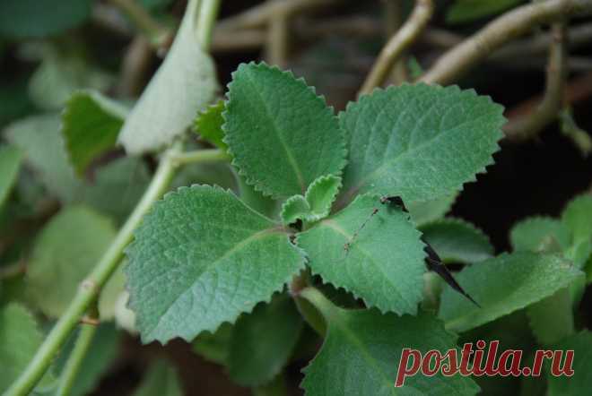 9 Herbs Cleaning Your Lungs And Help Breathing | fitlife.tv