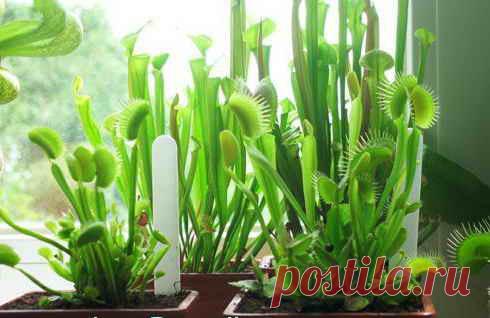 Комнатное растение Венерина мухоловка (Dionaea). Венерина мухоловка - одно из самых любопытных насекомоядных растений. Ее украшенные зубчиками листья быстро закрываются, когда внутрь попадает крылатая жертва. Родина растения - теплые болота Северной Америки. К сожалению, в комнатных условиях мухоловки долго не живут, обычно они имеют декоративный вид лишь с весны до лета. Однако недолгий срок их существования с лихвой окупается любопытными впечатлениями от содержания столь необычного растения.