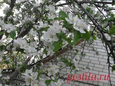 яблоня | Фотогалерея цветов и растений