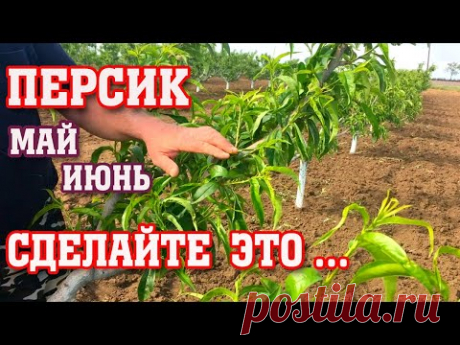 ПЕРСИК/ МАЙ-ИЮНЬ-ЭТО ОБЯЗАТЕЛЬНО!!!